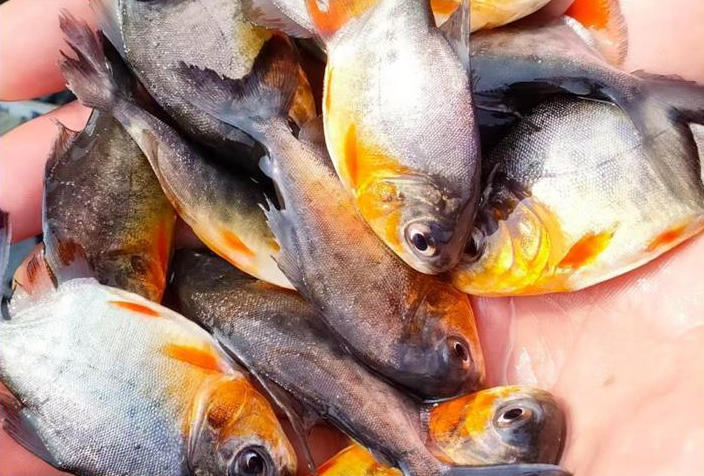 ScreenShot_2025-10-30_170326_313