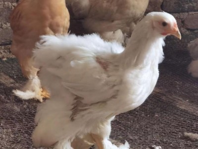 正宗婆罗门鸡苗养殖批发基地 纯种种