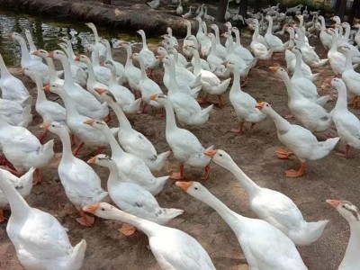 特大活体家养大白鹅养殖基地 三花鹅
