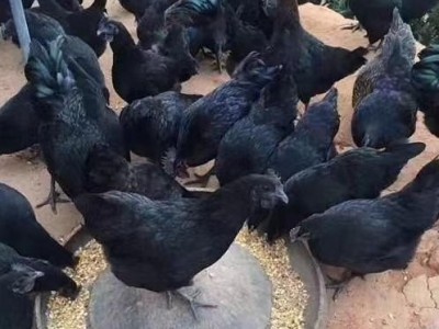 一斤脱温鸡苗散养下蛋五黑鸡批发基