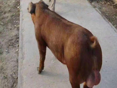 瘦肉型黑猪 苏太母猪 纯种种猪苗猪