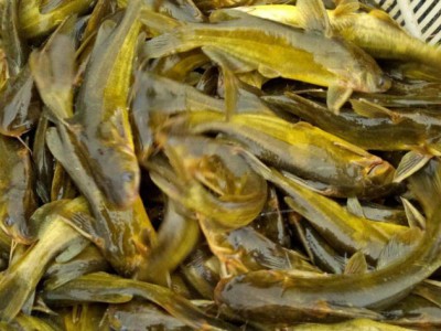 黄辣丁鱼苗养殖 提供技术支持 廖二