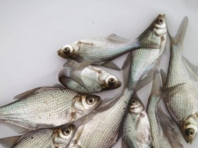 淡水养殖鳊鱼苗 提供技术支持 喂养