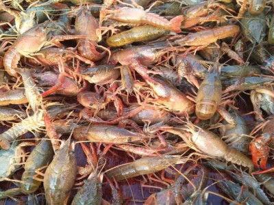 东旺水产 基地供应淡水养殖 小龙虾