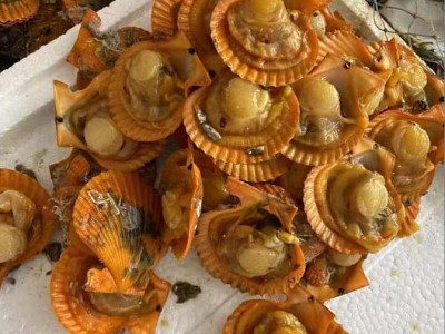 扇贝肉带黄扇贝特大海鲜水产红贝超