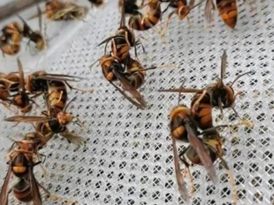 pe塑料网 塑料平网水产养殖家禽养殖