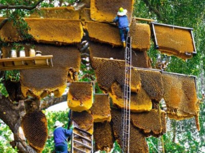蜜蜂饲养管理