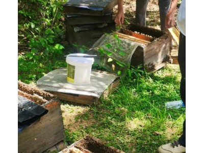 #全民任务 #蜜蜂养殖技术分享 土蜂