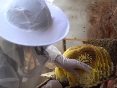 探索蜜蜂养殖新方向:土养与活框养殖